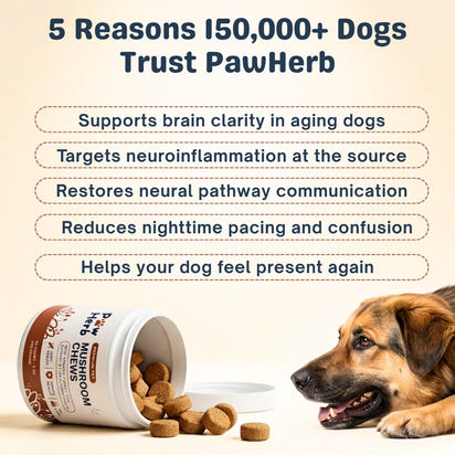 PawHerb™  | 8 in 1 Mushroom Chews